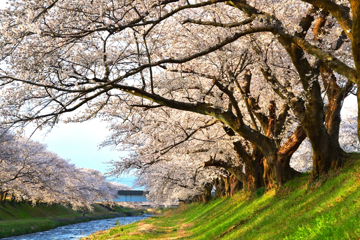 投稿写真：あさひ舟川