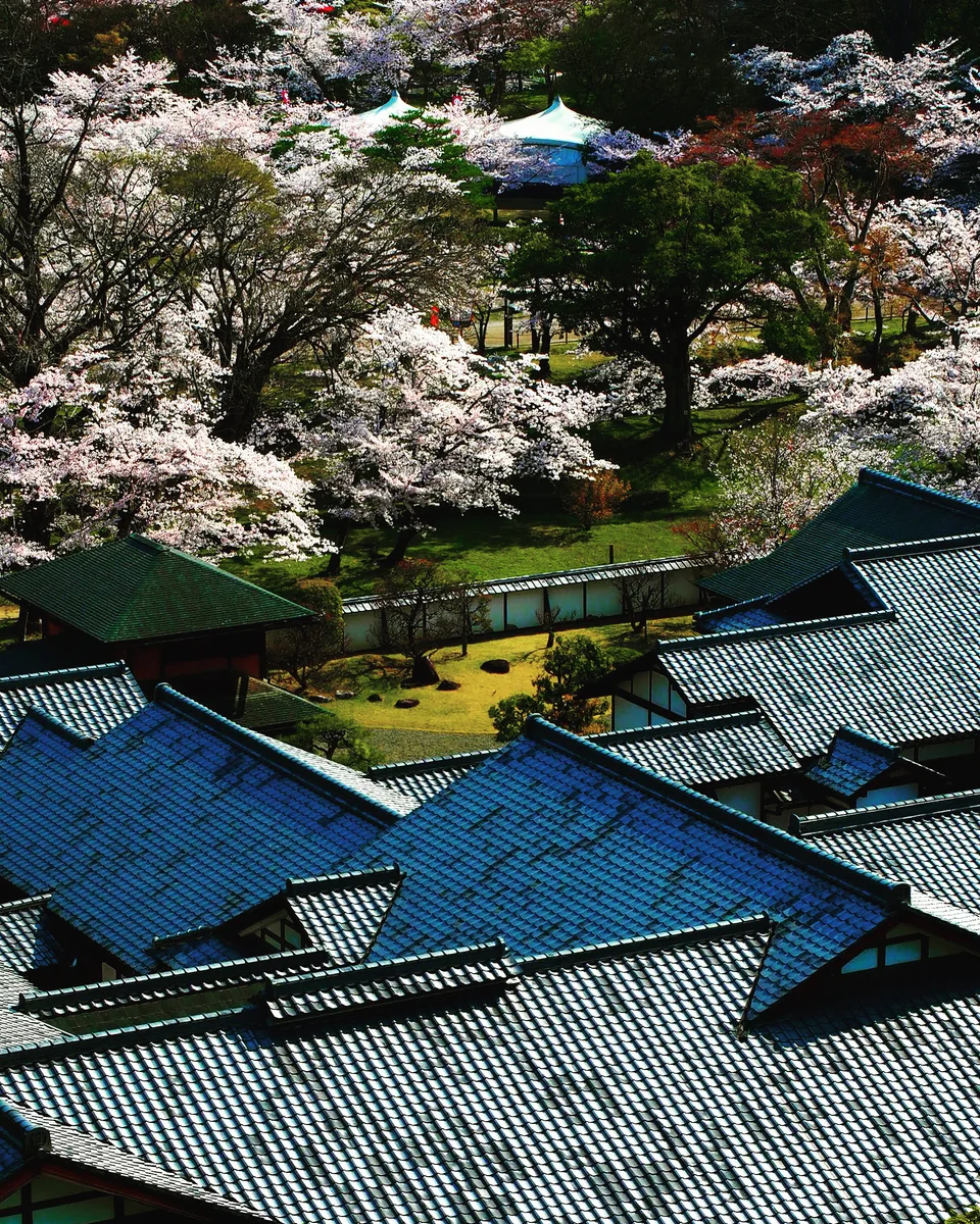 投稿写真：彦根城　春の宴