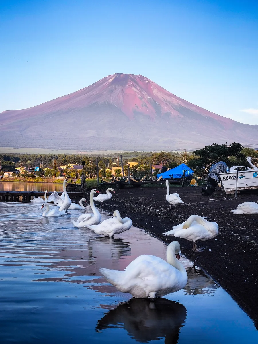 投稿写真：白鳥と赤富士