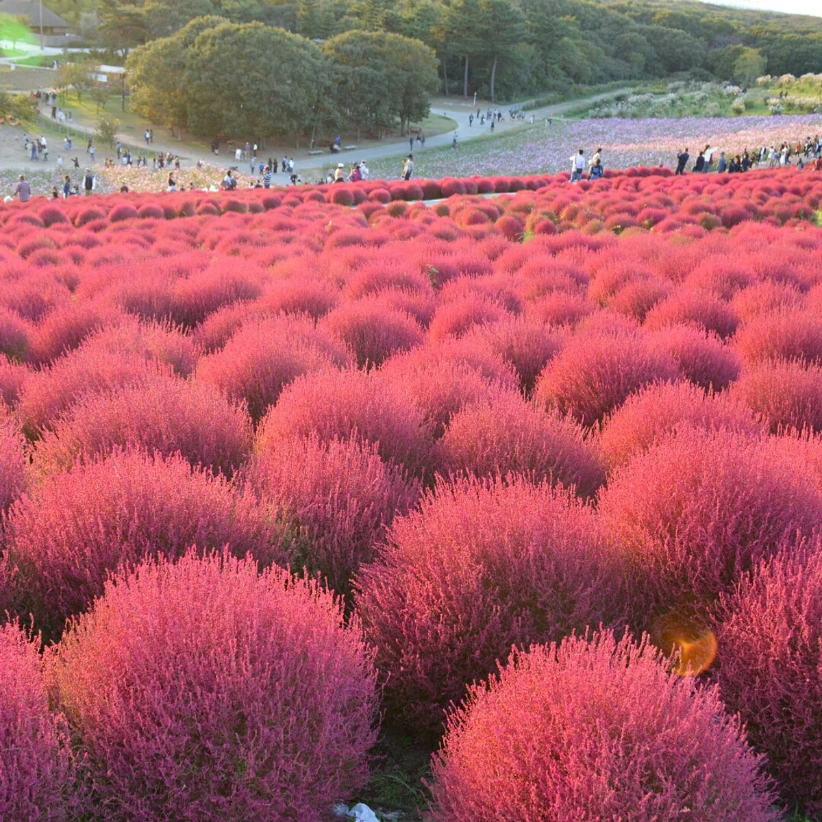 投稿写真：赤の惑星2