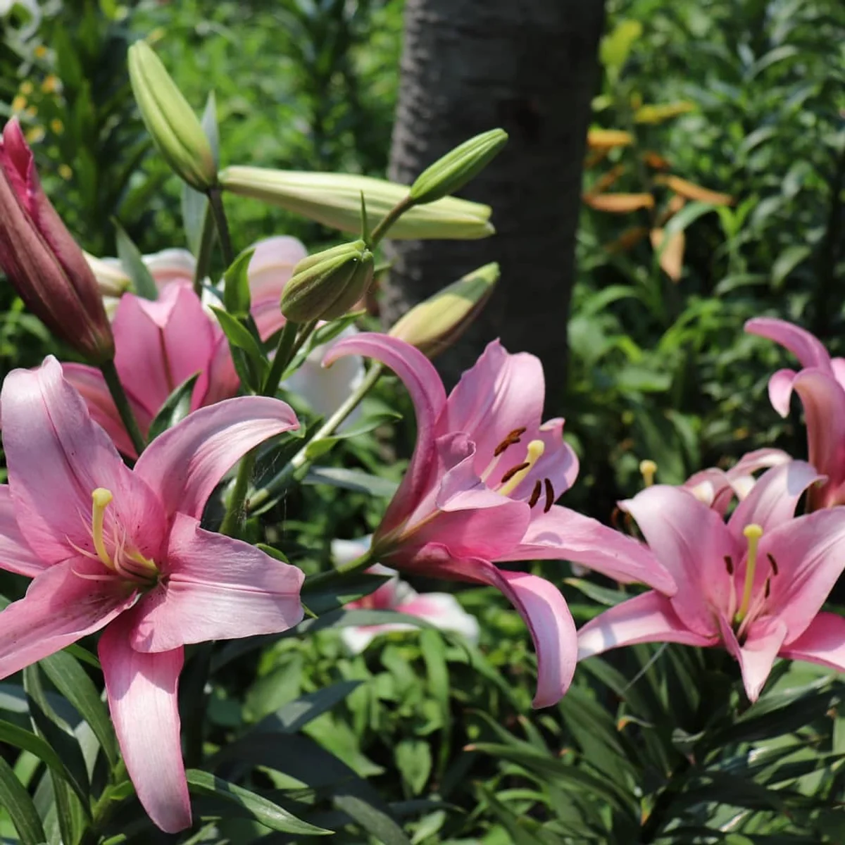 投稿写真：可睡ゆりの園