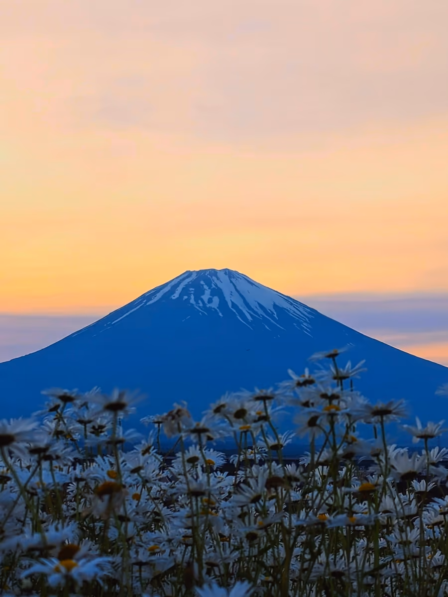 投稿写真：マーガレットと富士山