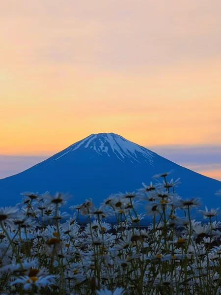 投稿：マーガレットと富士山