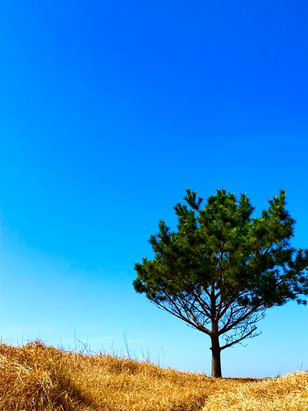 投稿：荒野に聳え立つ一本の木