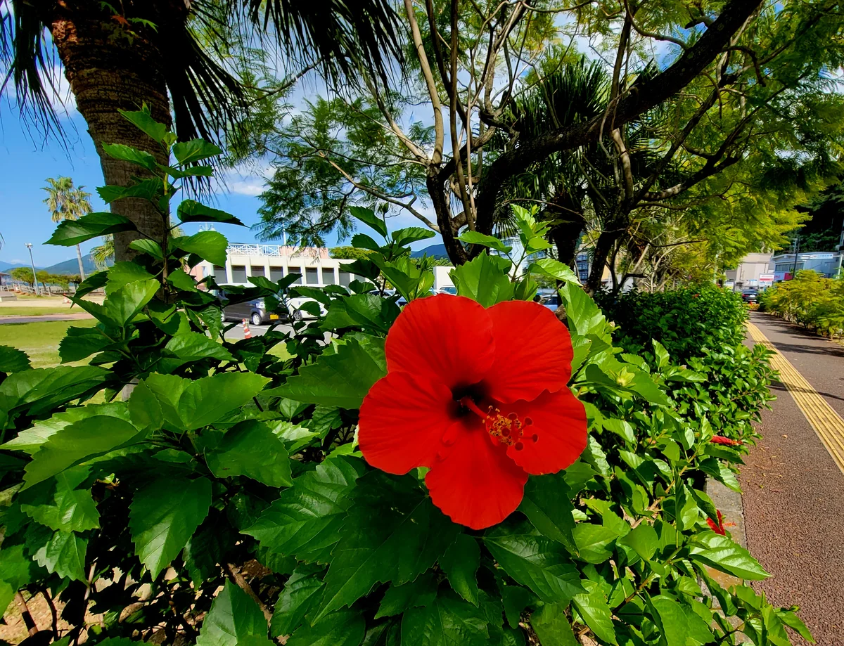 投稿写真：ハイビスカス🌺