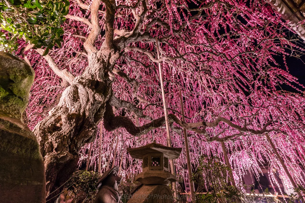 投稿写真：八木の枝垂れ梅