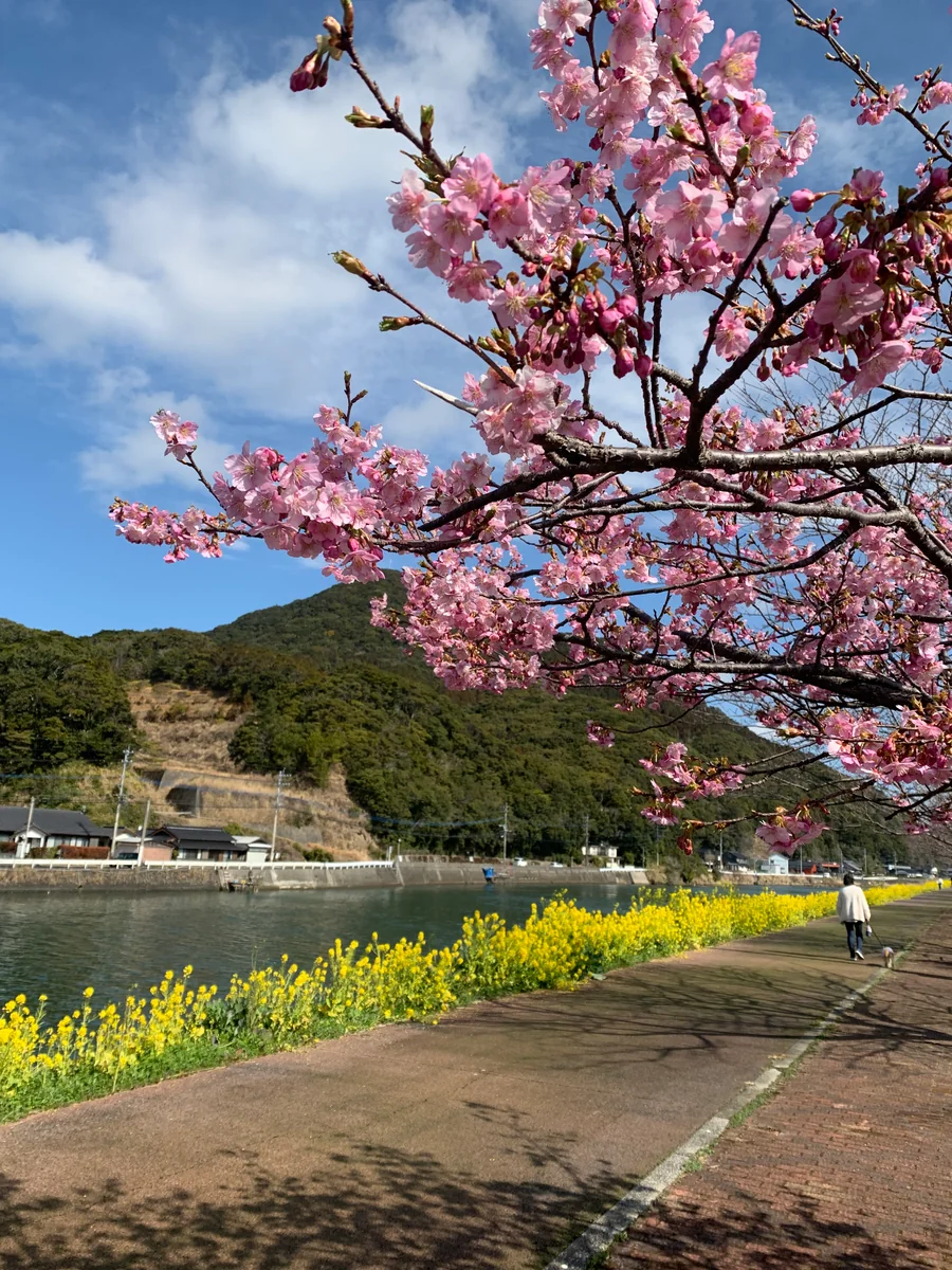 投稿写真：河津桜と菜の花