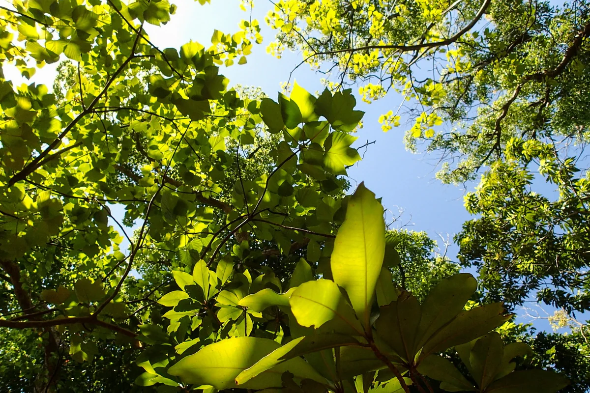 投稿写真：屋久島 西部林道川原の照葉樹林