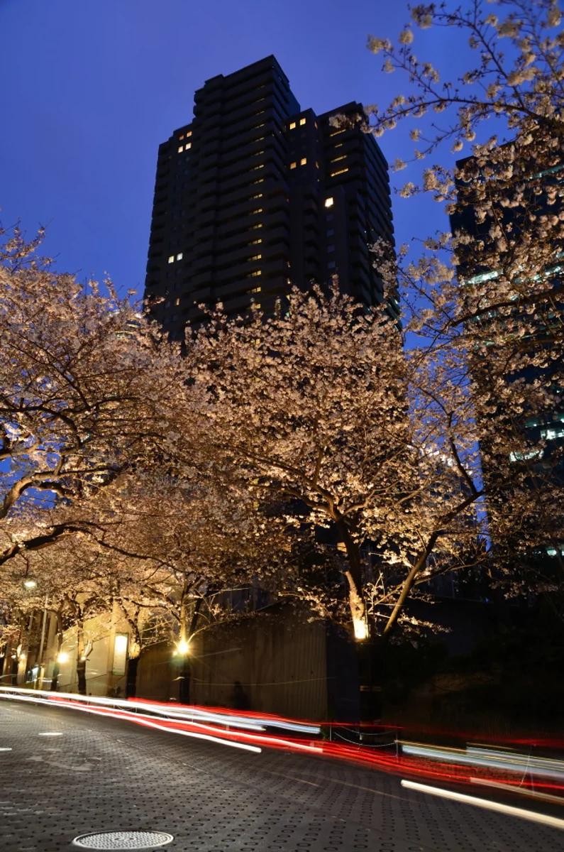 投稿写真：坂の上の夜桜