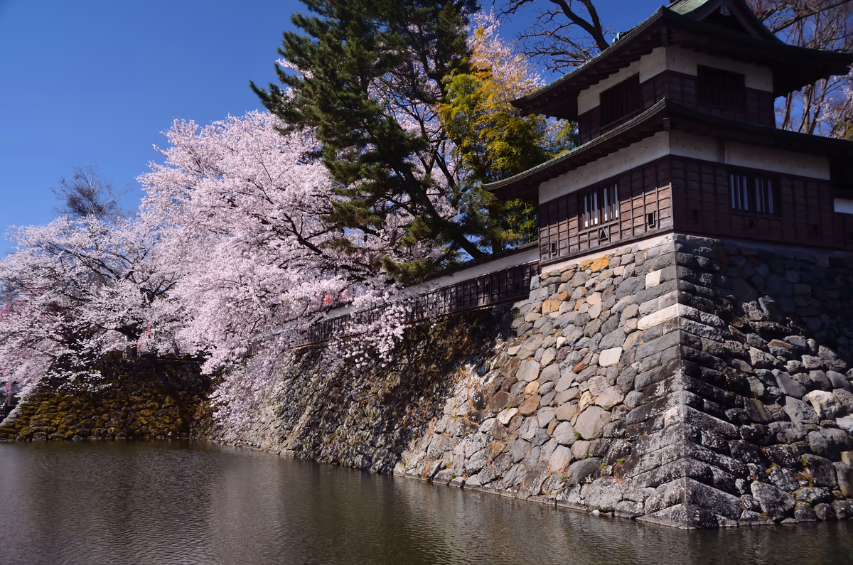 投稿写真：お濠の桜