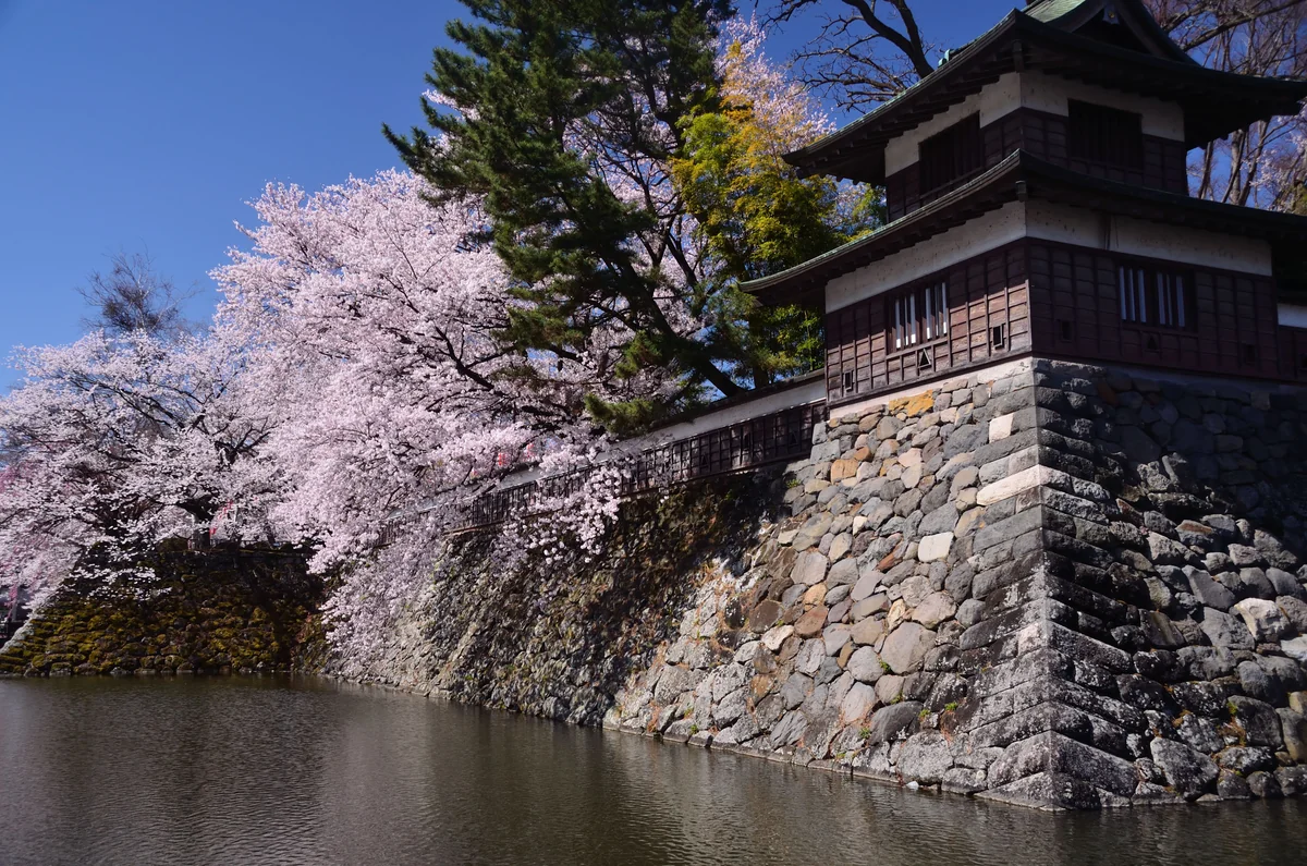 投稿写真：お濠の桜