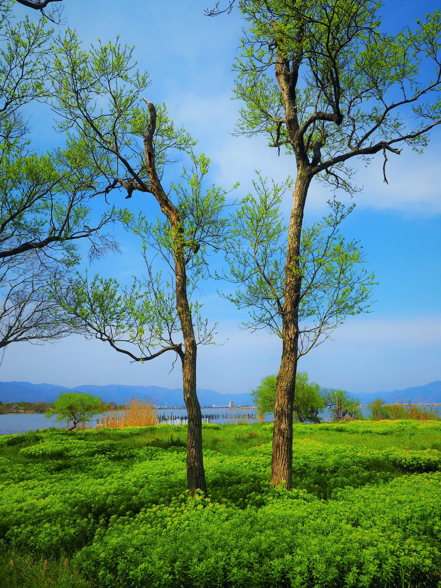 投稿写真：ノウルシ咲く新緑の湖畔
