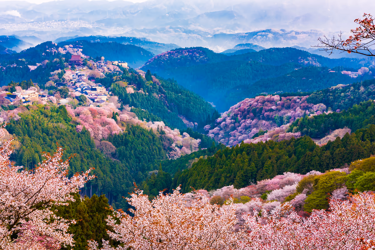 投稿写真：春の吉野山
