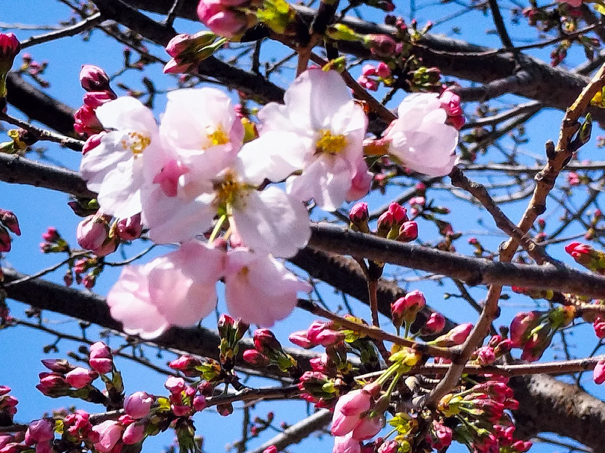 投稿写真：ソメイヨシノヨウシュン(