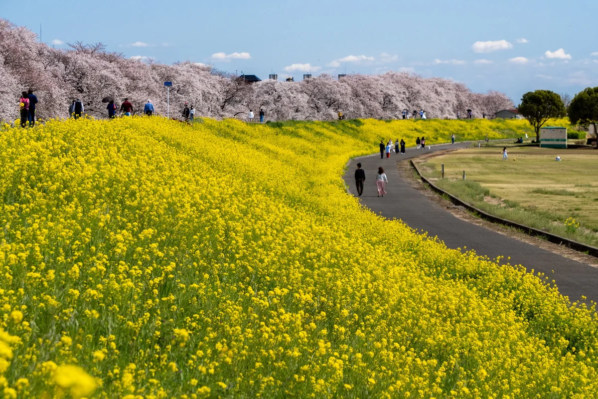 投稿写真：熊谷桜堤の桜