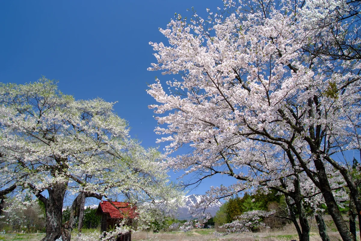 投稿写真：弘法の桜と岩手山