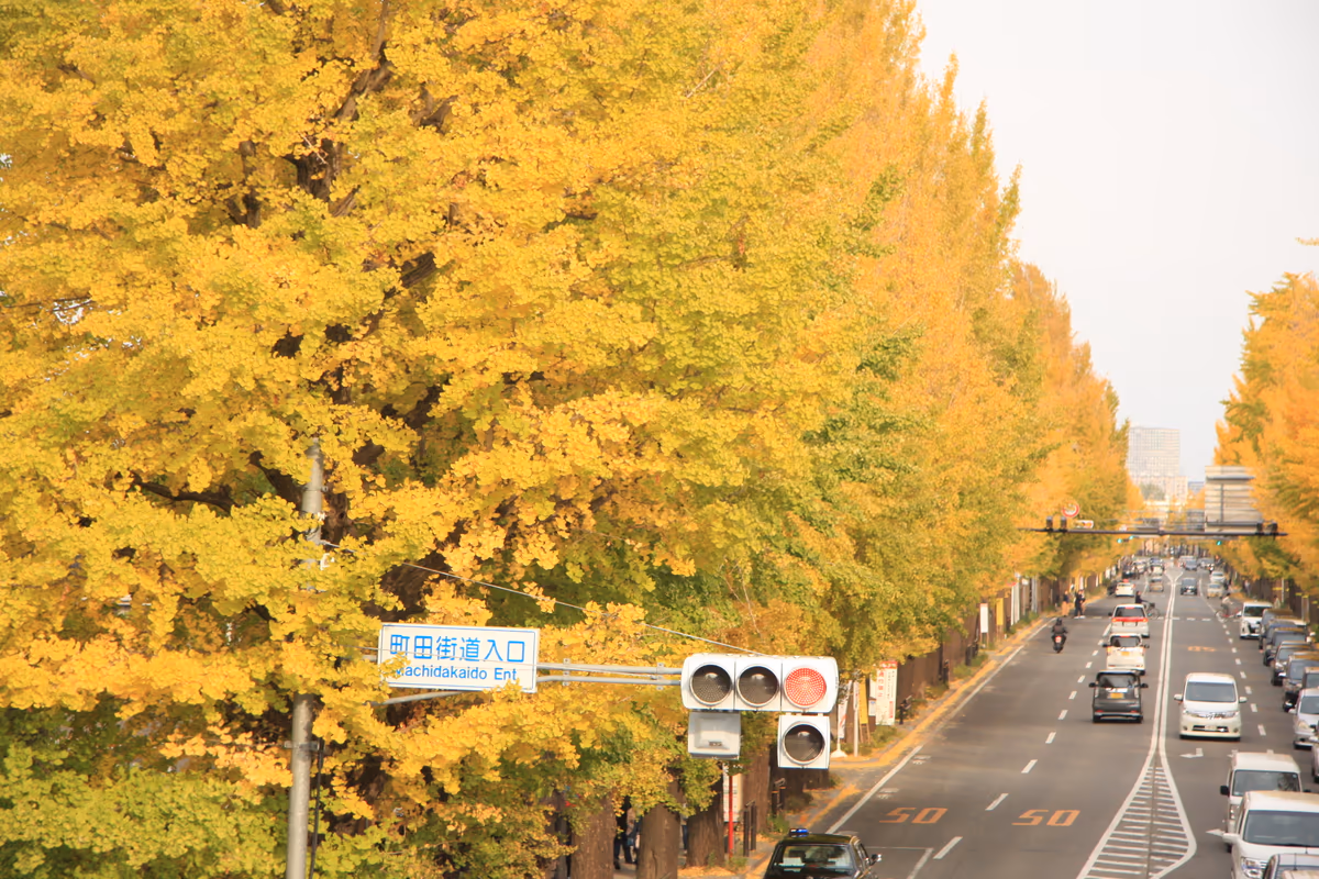 投稿写真：甲州街道の銀杏並木