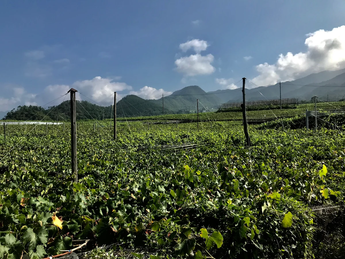 投稿写真：ぶどう畑