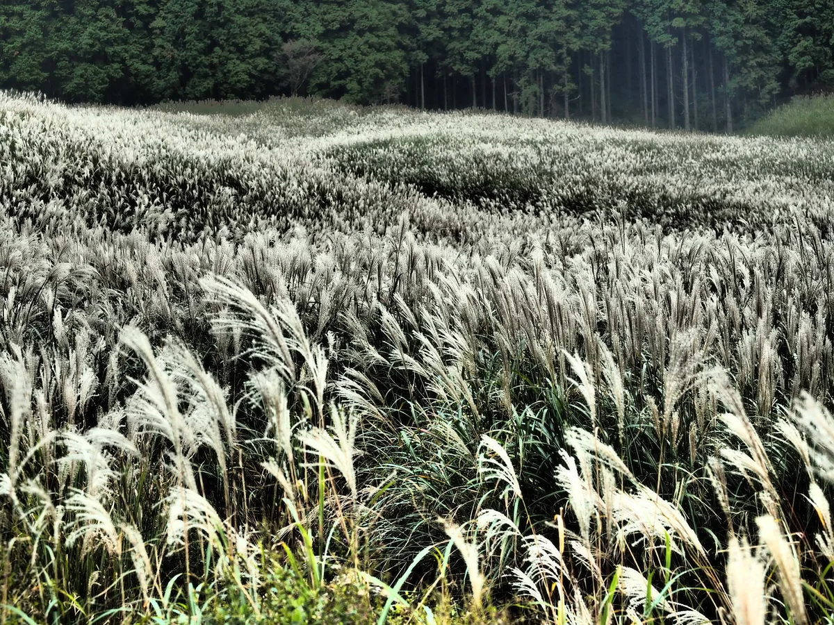 投稿写真：仙石原高原　ススキ
