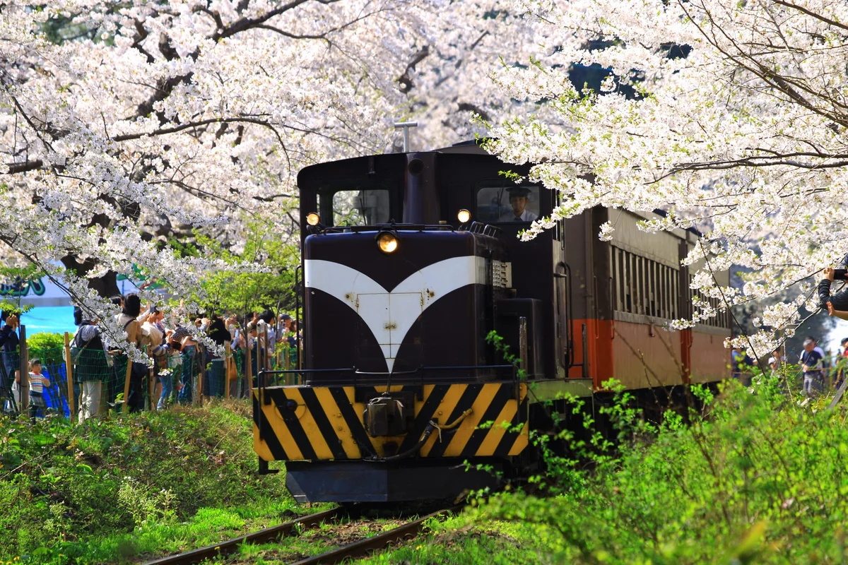 投稿写真：桜の芦野公園を駆け抜けるストーブ列車