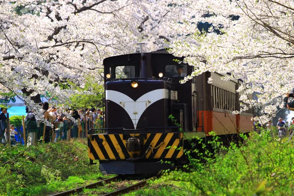 投稿：桜の芦野公園を駆け抜けるストーブ列車