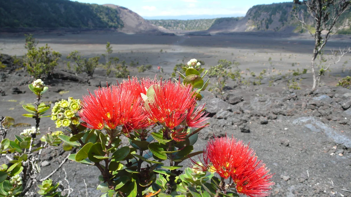 投稿写真：Ohi'a Lehua