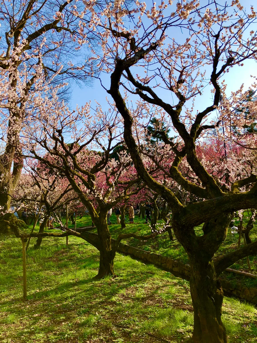 投稿写真：北野天満宮