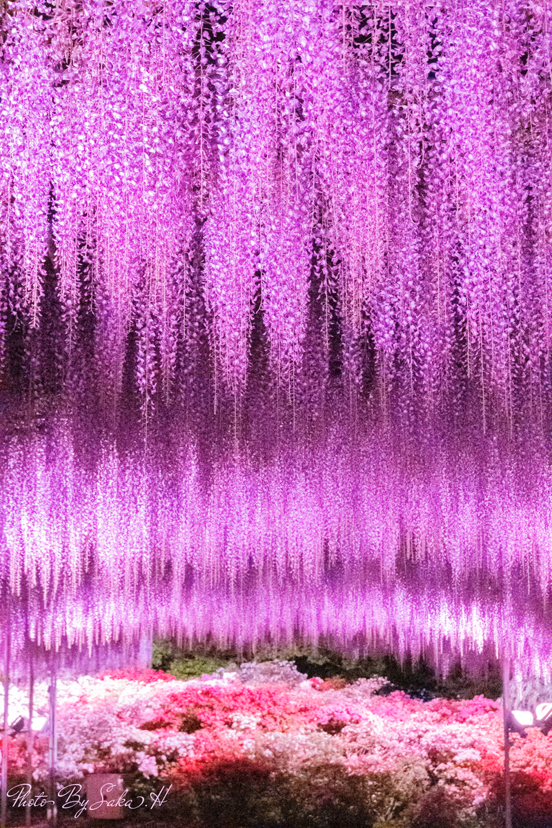 投稿写真：奇跡の大藤