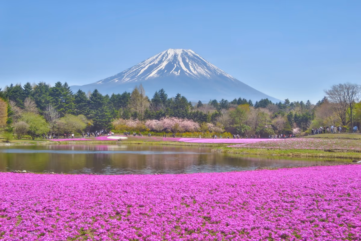 投稿写真：富士芝桜まつり~芝桜と富士山