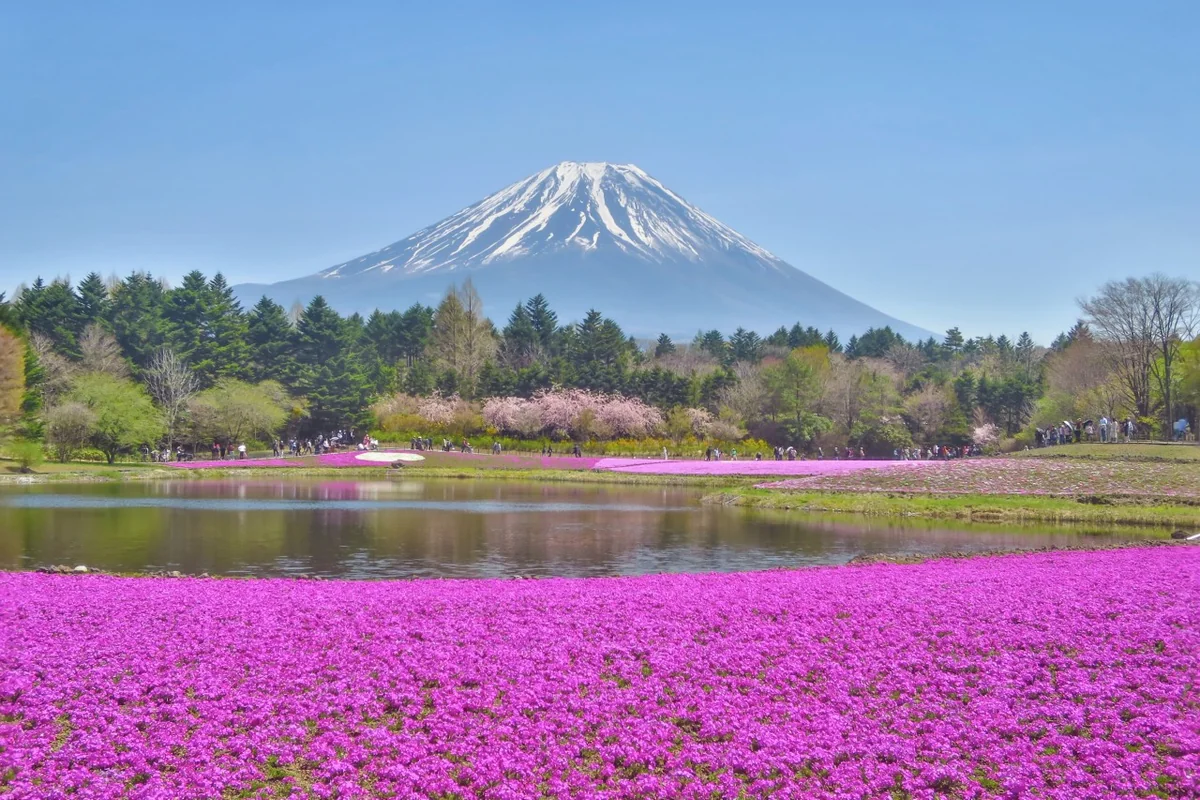 投稿写真：富士芝桜まつり~芝桜と富士山