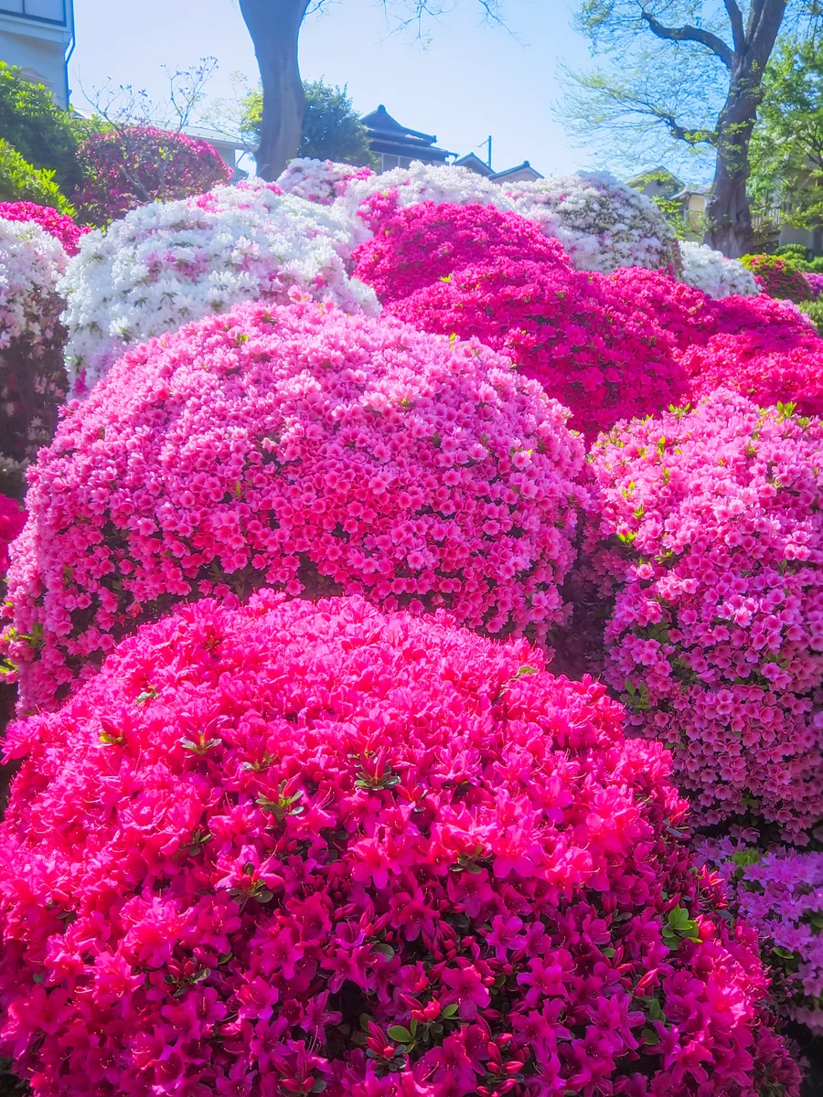 投稿写真：色とりどりのツツジ