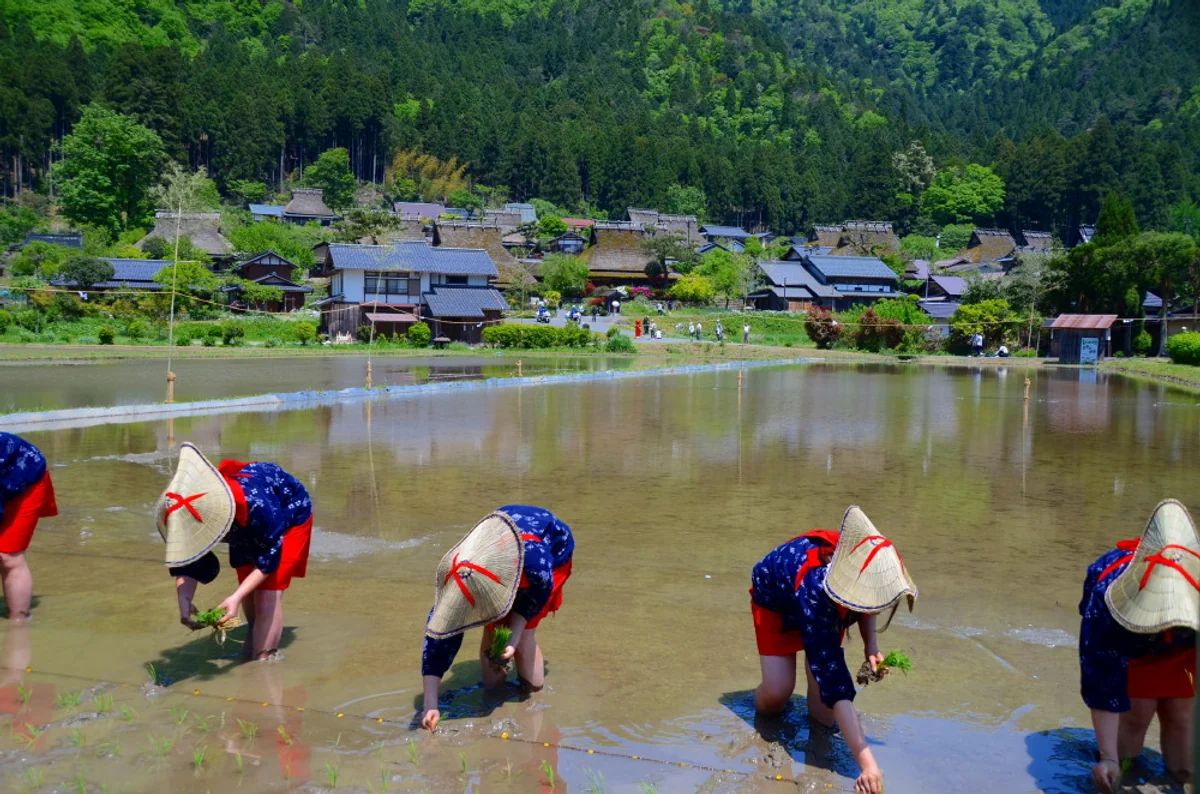 投稿写真：田植え風景