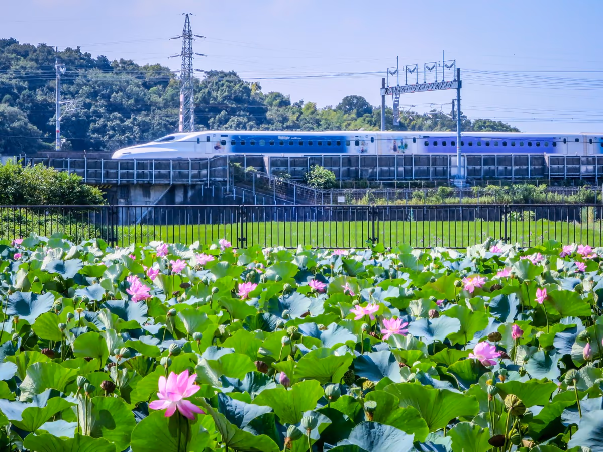 投稿写真：ディズニー新幹線とハスの花