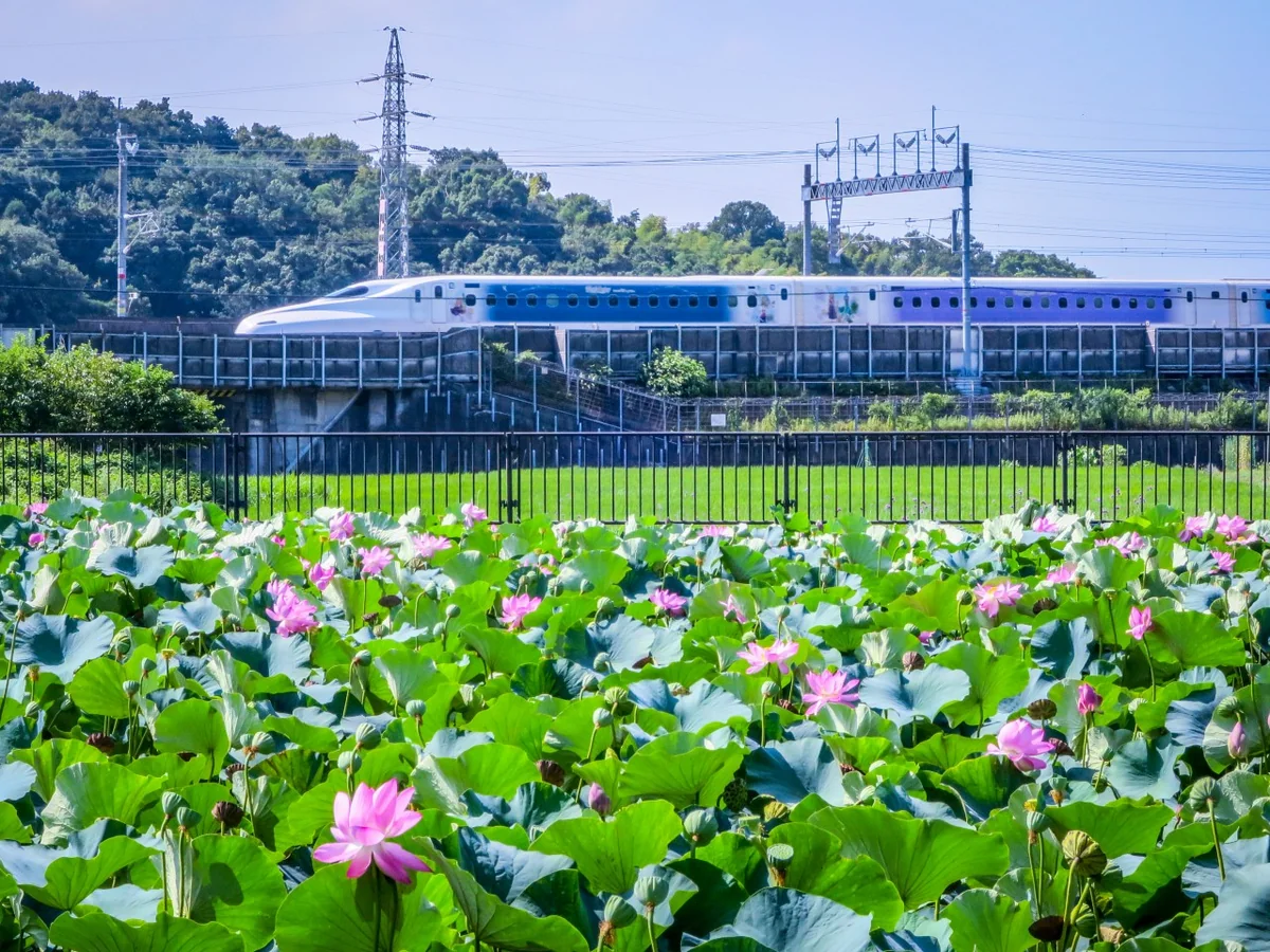 投稿写真：ディズニー新幹線とハスの花