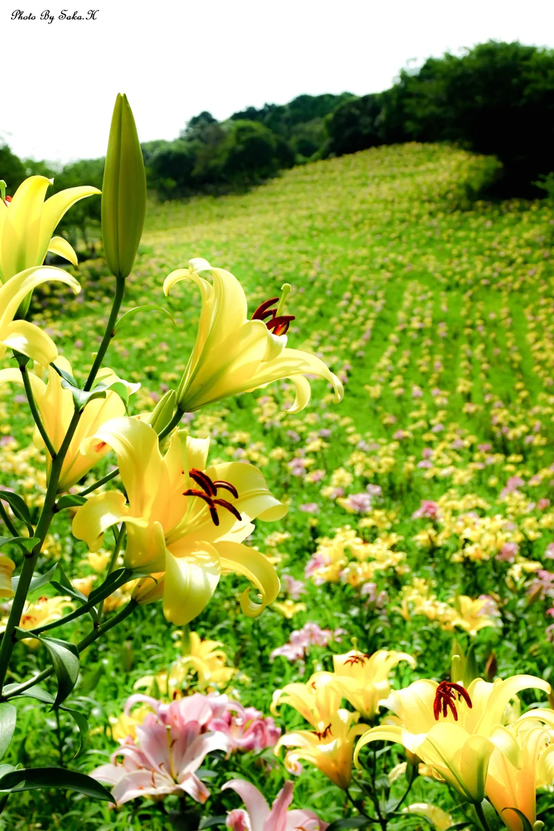 投稿写真：妖艶