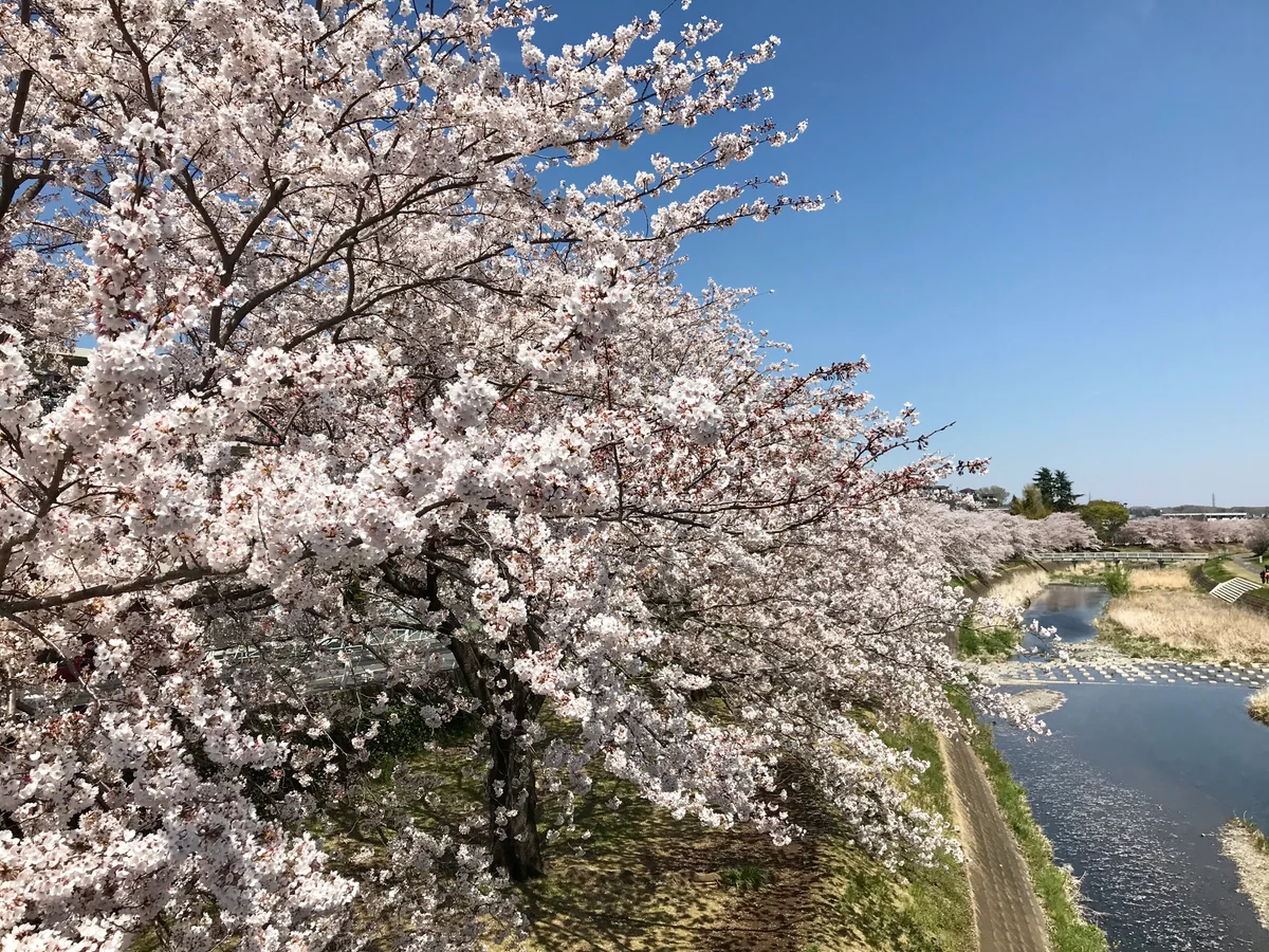 投稿写真：浅川の桜🌸🌸