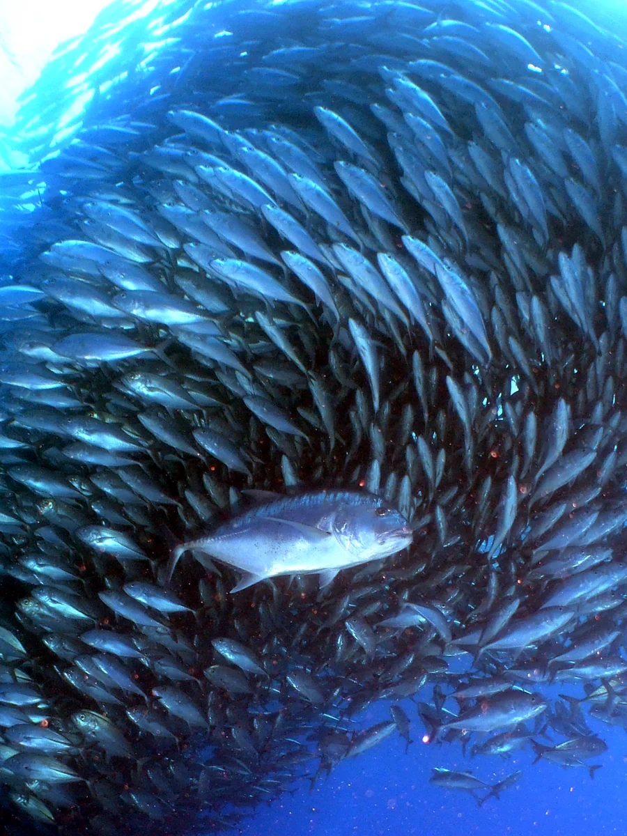 投稿写真：ギンガメアジトルネード