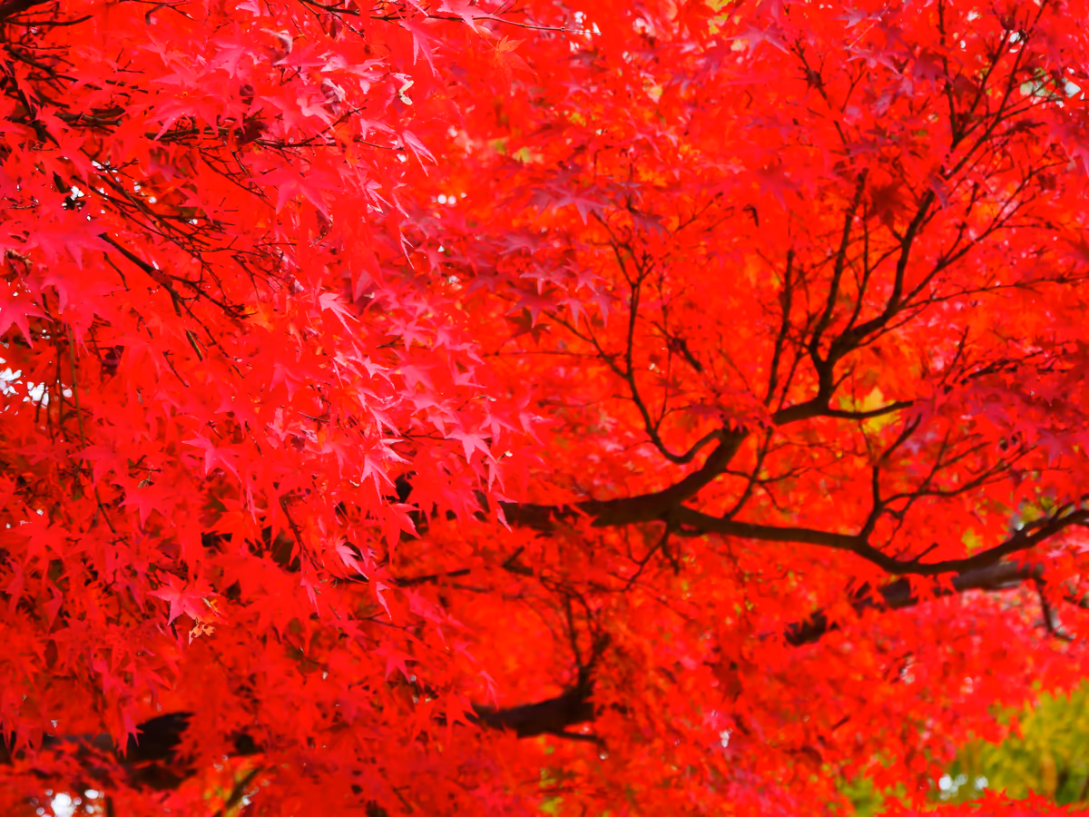 投稿写真：紅葉