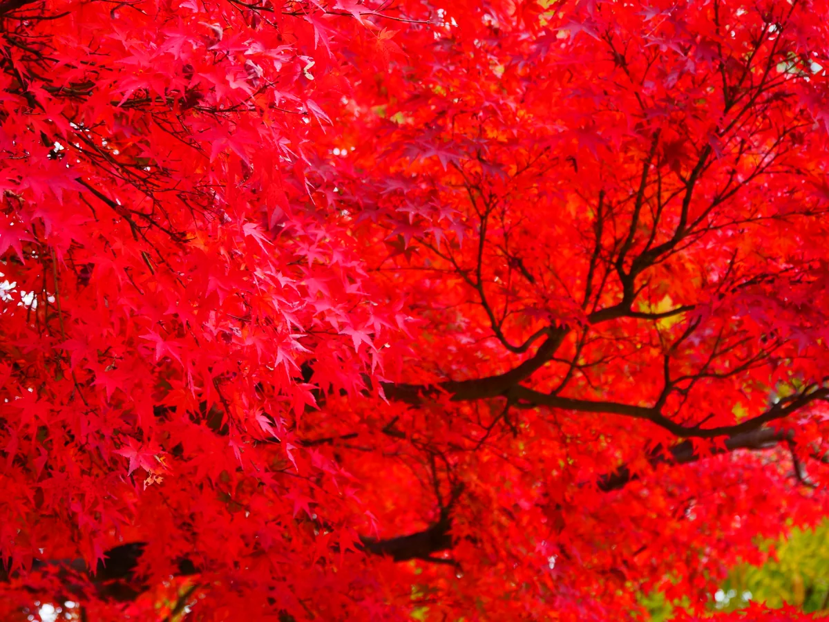 投稿写真：紅葉