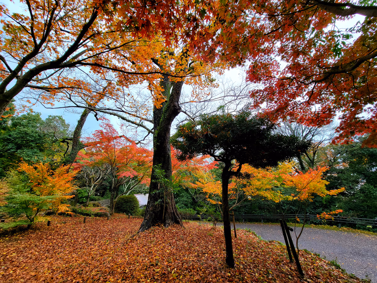 投稿写真：紅葉🍁
