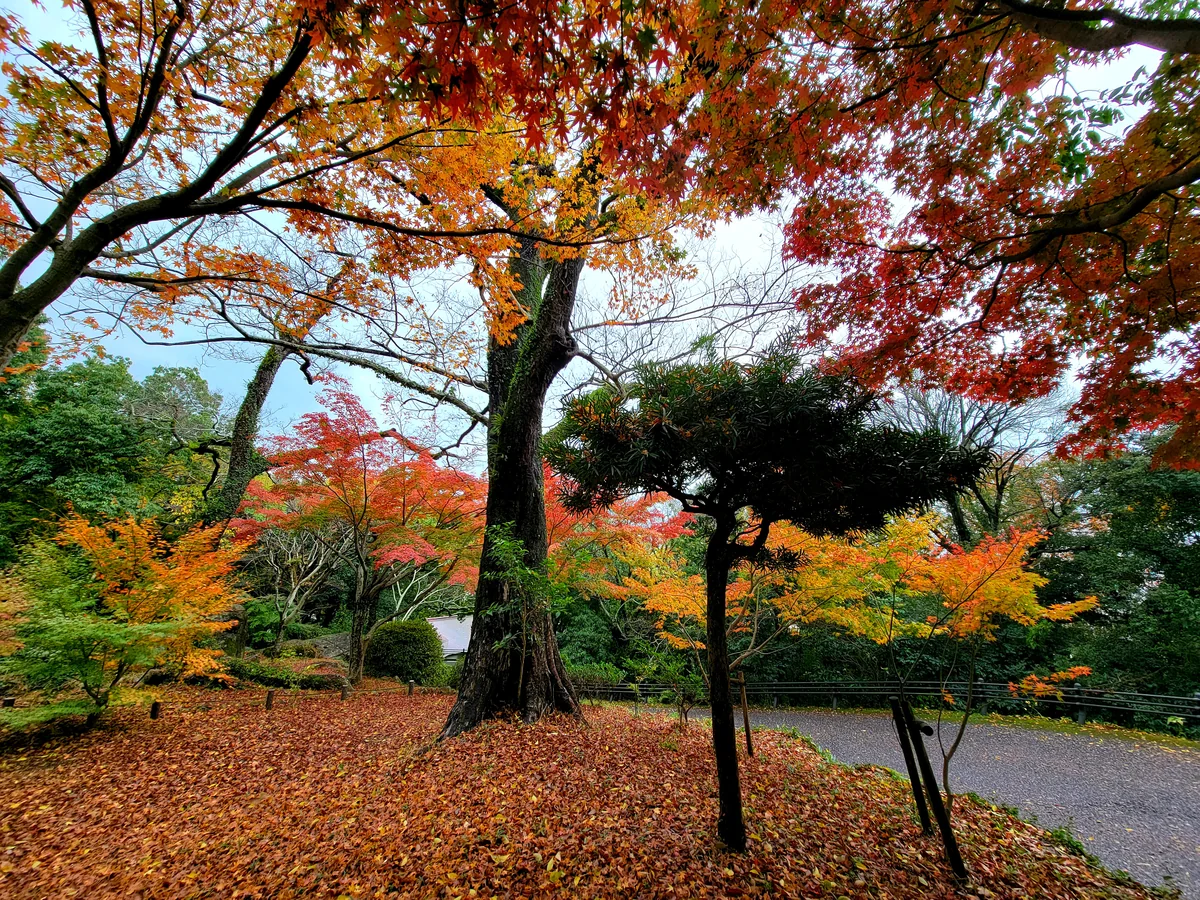 投稿写真：紅葉🍁