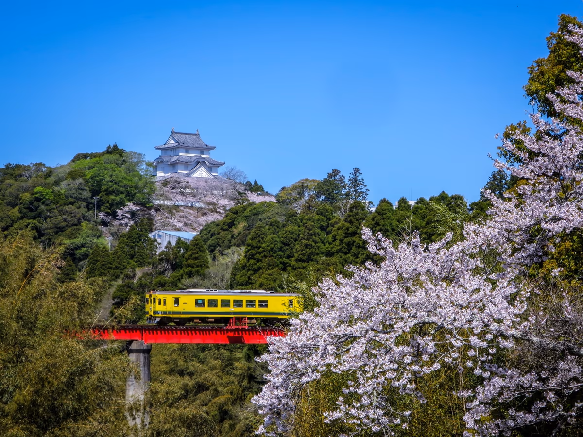 投稿写真：満開の桜と大多喜城といすみ鉄道
