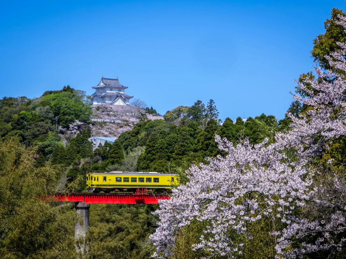 投稿写真：満開の桜と大多喜城といすみ鉄道