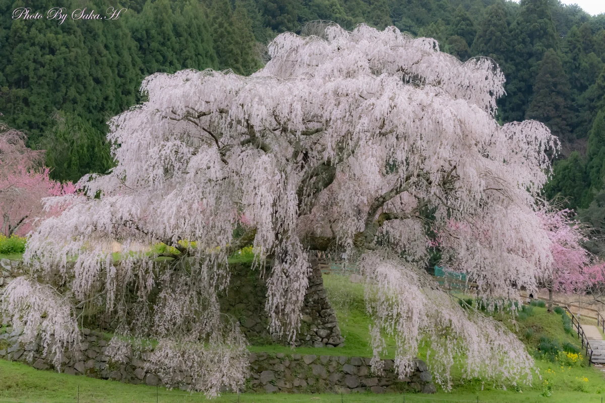 投稿写真：又兵衛桜