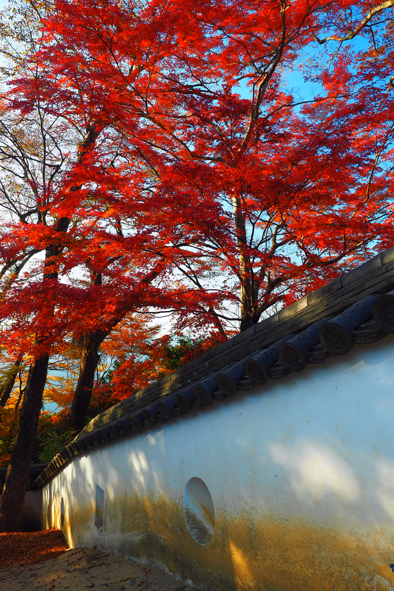投稿写真：備中松山城　秋の土塀