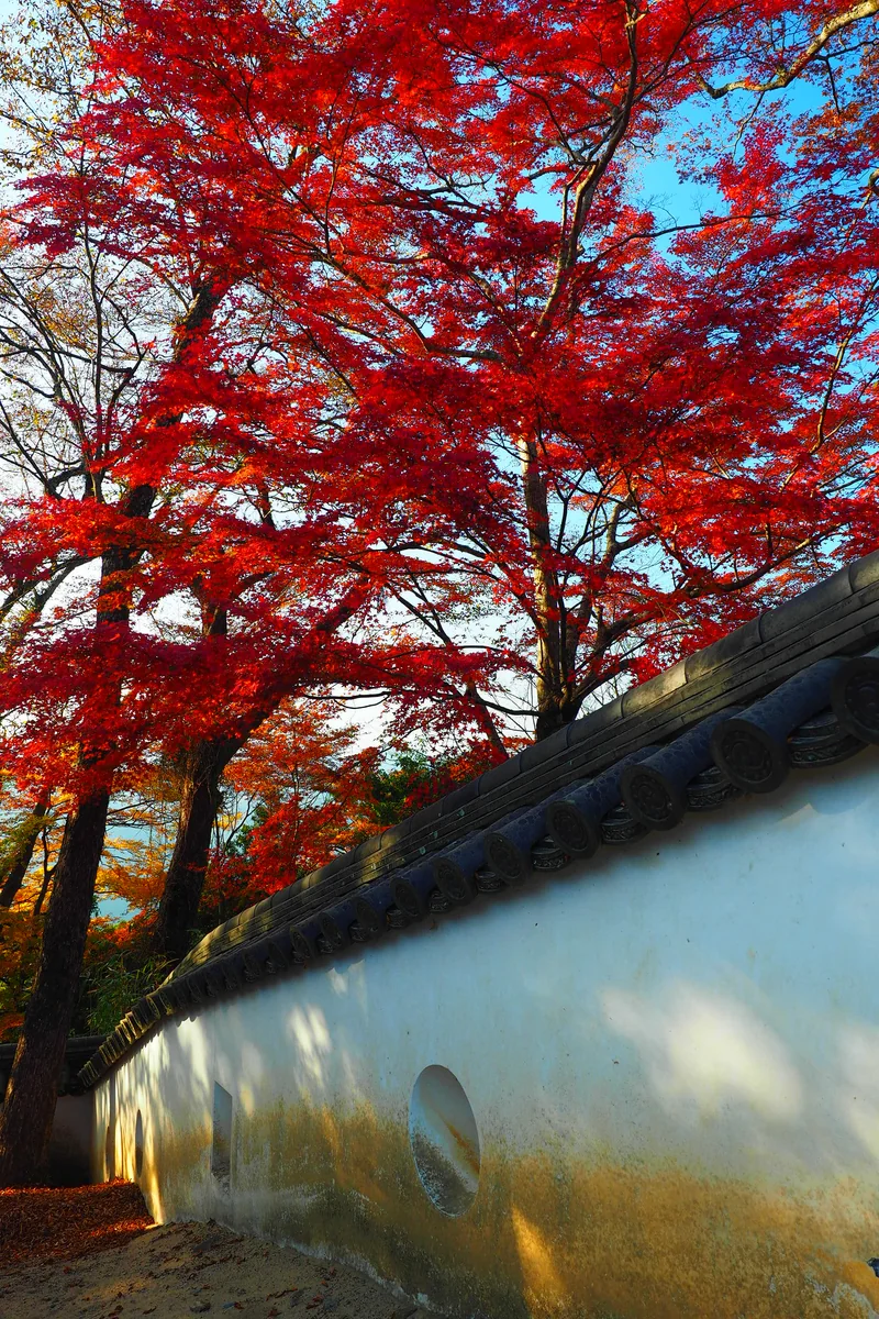 投稿写真：備中松山城　秋の土塀