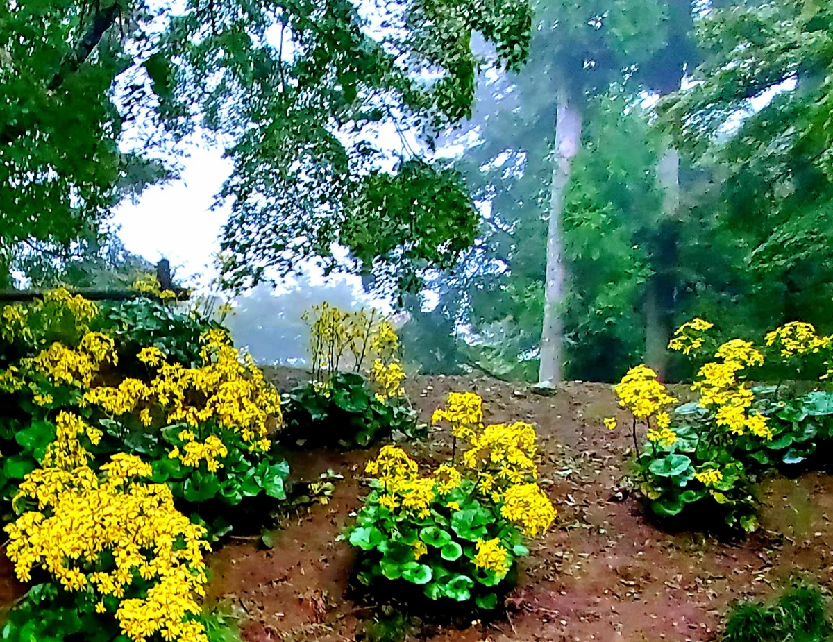 投稿写真：ツワブキの花