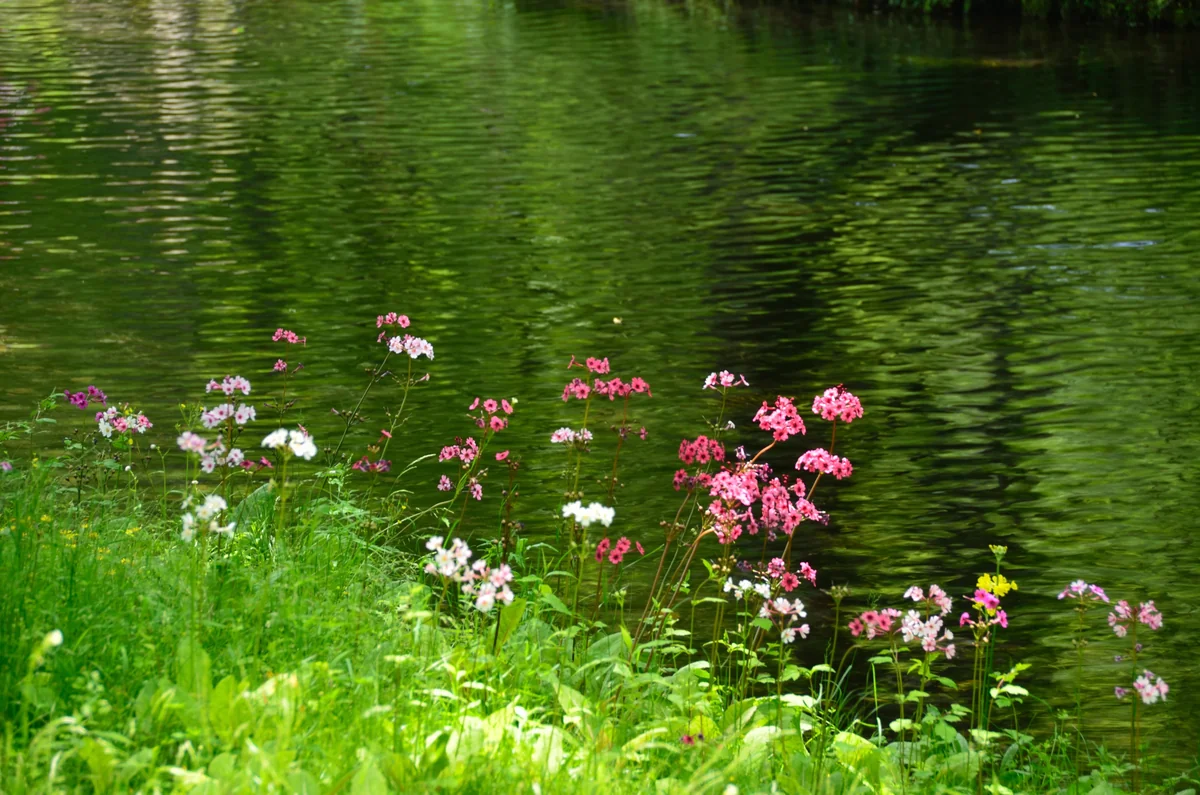 投稿写真：水辺のクリンソウ