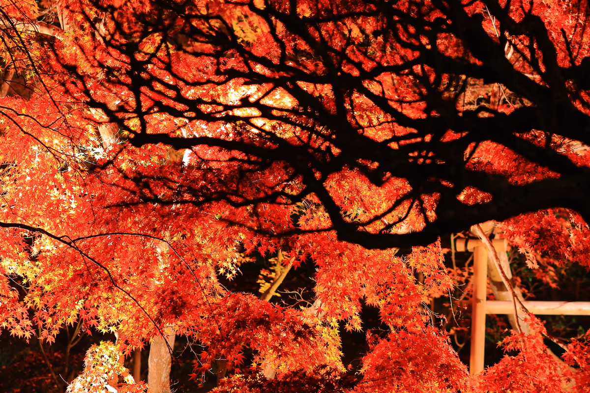 投稿写真：長谷寺の紅葉