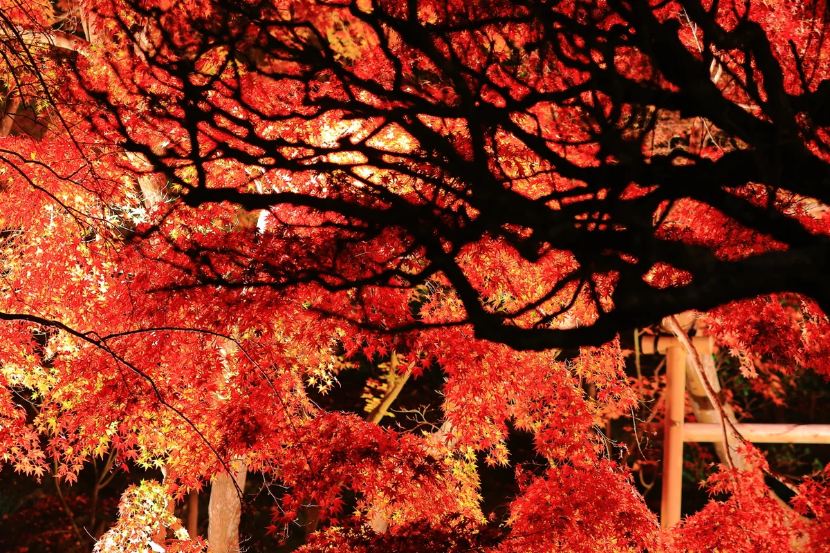 投稿写真：長谷寺の紅葉